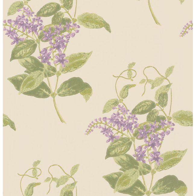 cole & son - madras violet - olive & lavender - 100/12056.cs.0