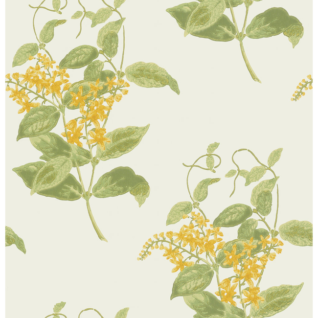 cole & son - madras violet - yellow - 100/12059.cs.0