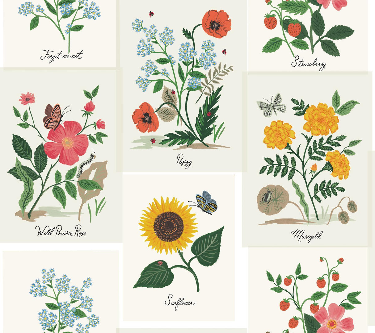 rifle paper co. botanical prints white wallpaper