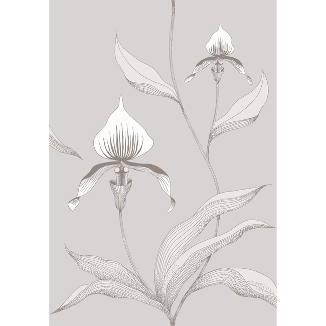 cole & son - orchid - grey/white - 95/10055.cs.0