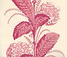 quadrille - climbing hydrangea - 303306wp - pink