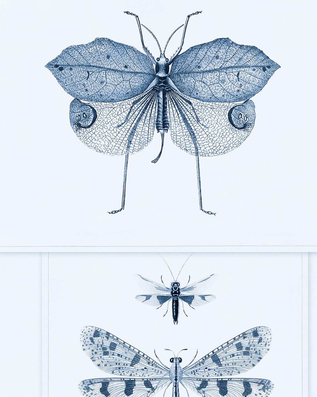 mind the gap - entomology blue wallpaper - wp20235