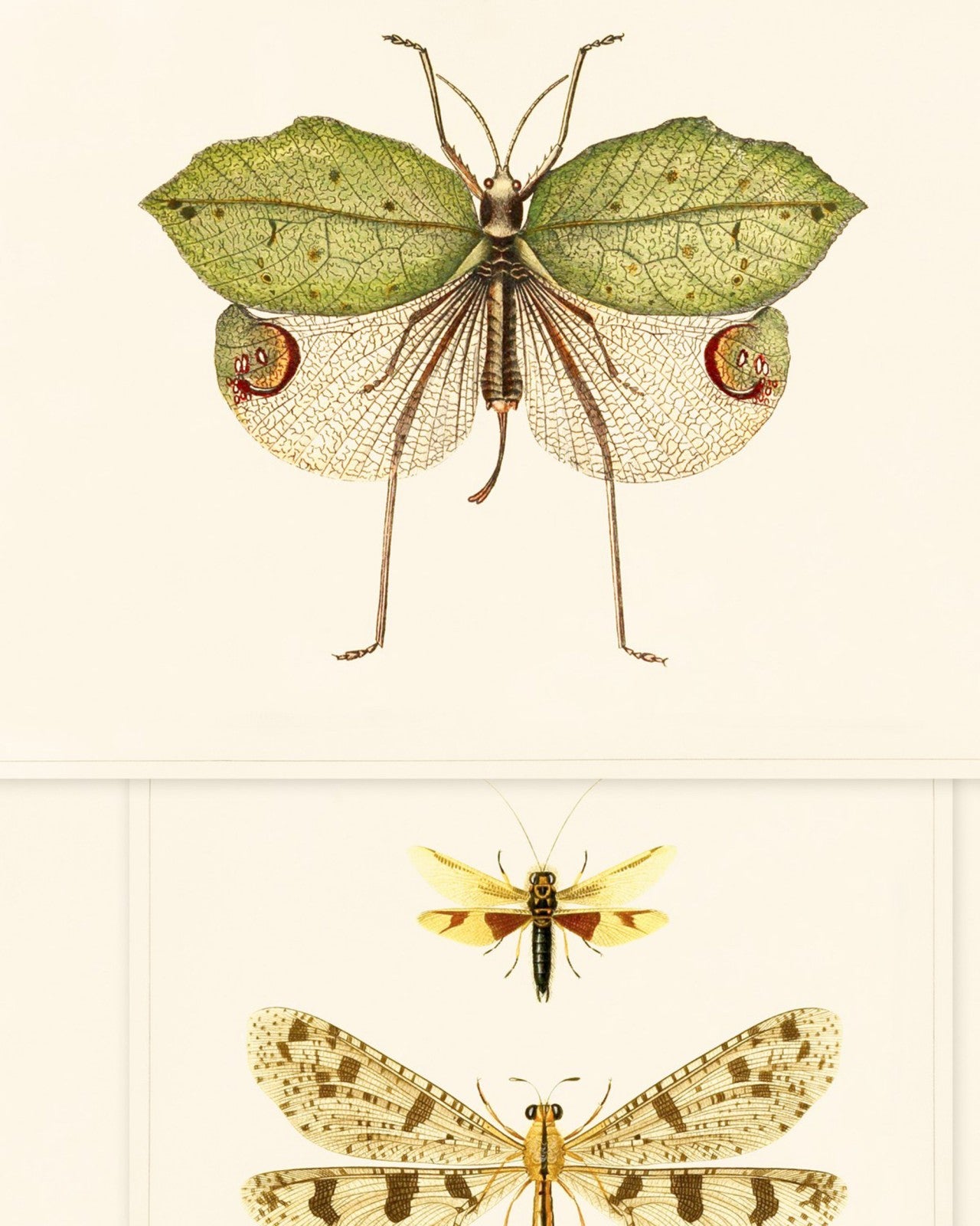 mind the gap - entomology wallpaper - wp20233