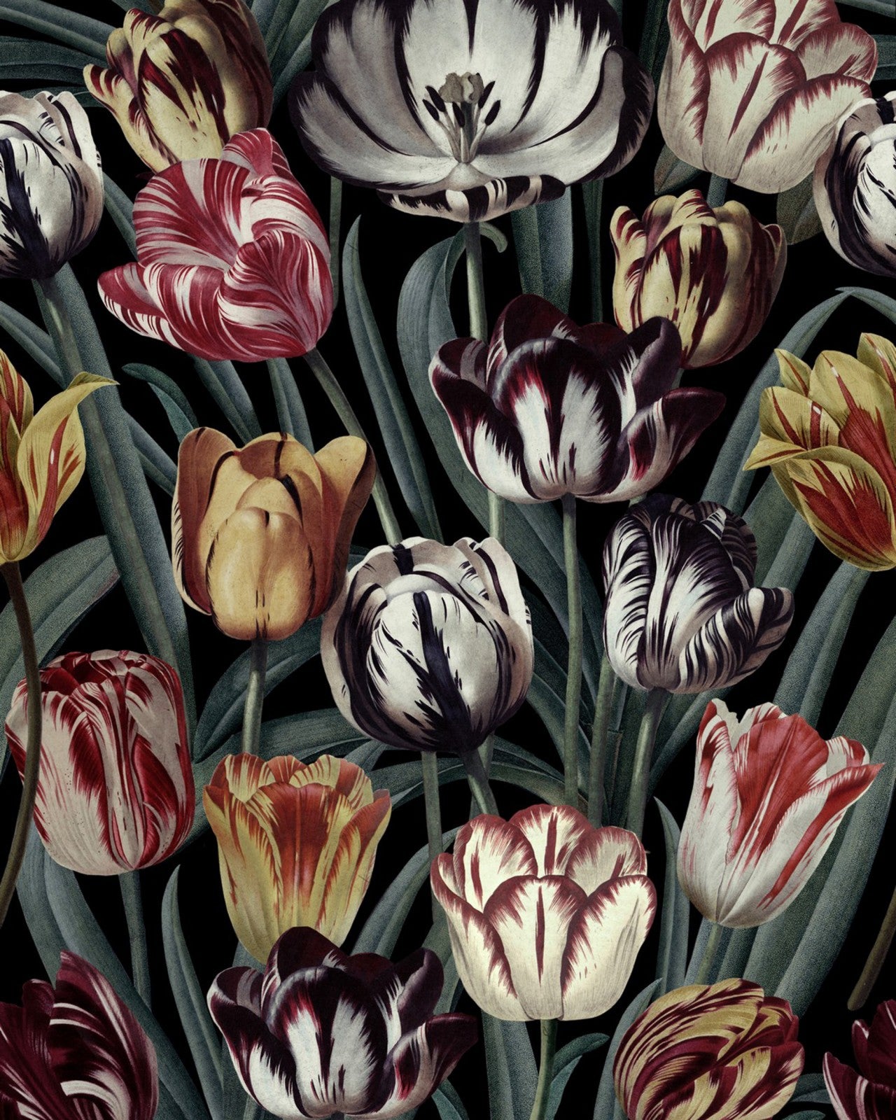 mind the gap - tulipa dark - wp20177