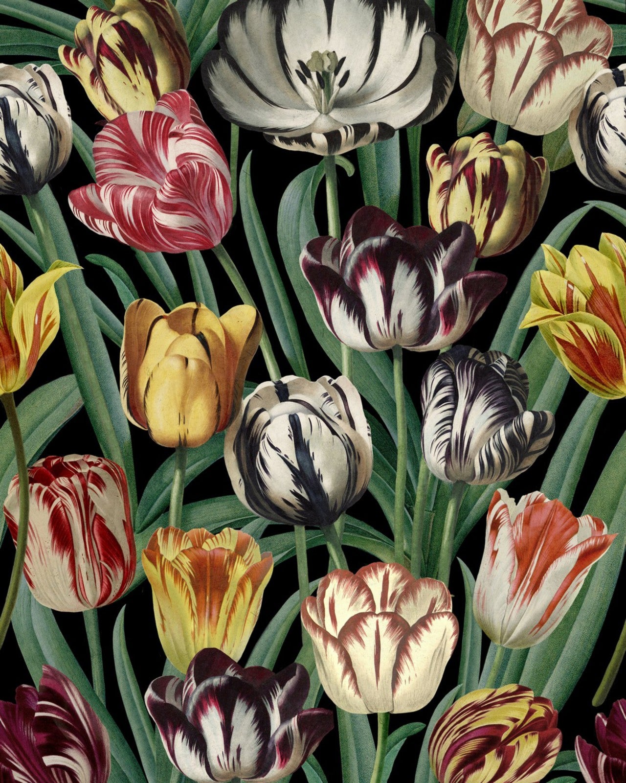 mind the gap - tulipa - wp20178