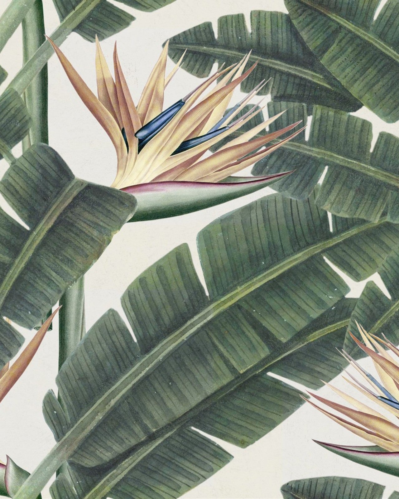 mind the gap - tropical bloom premium wallpaper - wp20096