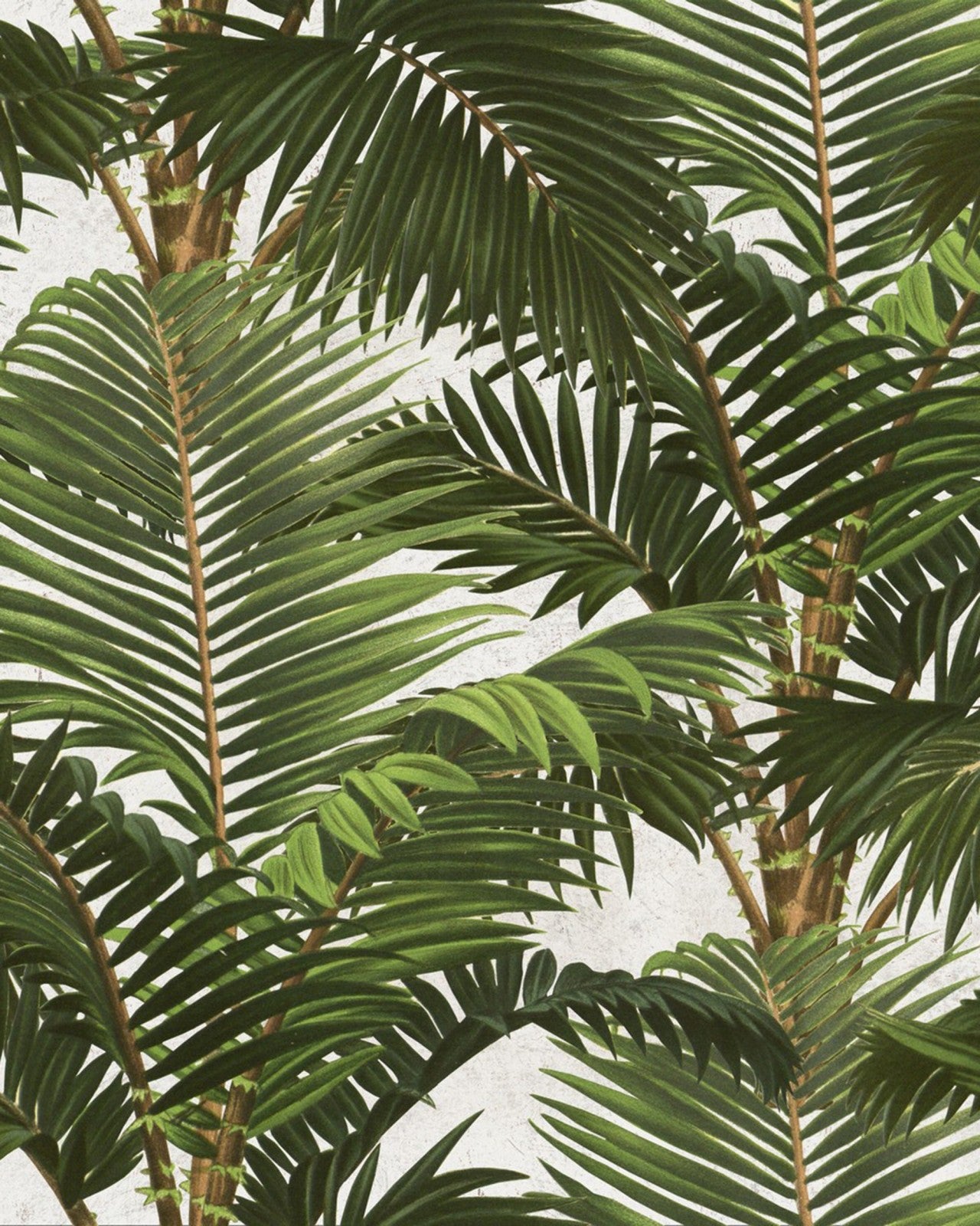 mind the gap - jardin tropical premium wallpaper - wp20104