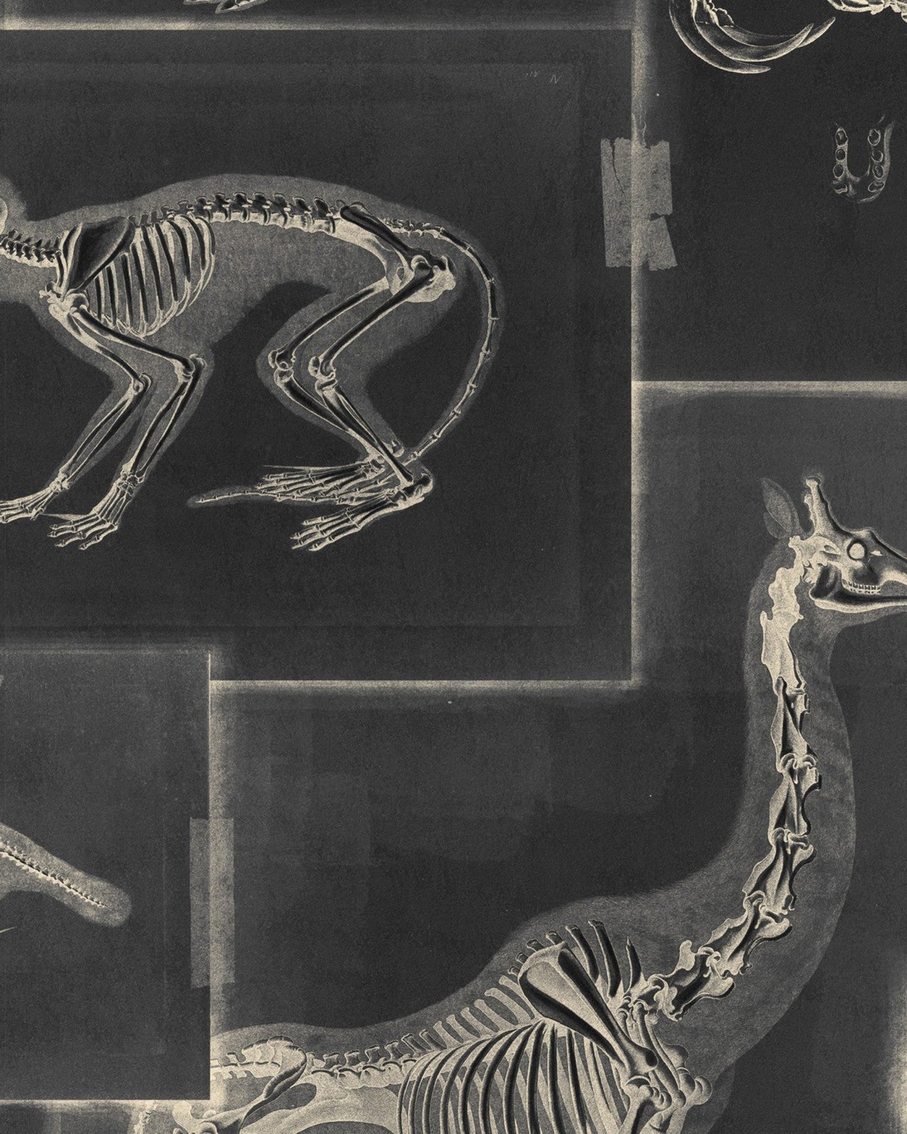 mind the gap - zooarchaeology anthracite wallpaper - wp20237