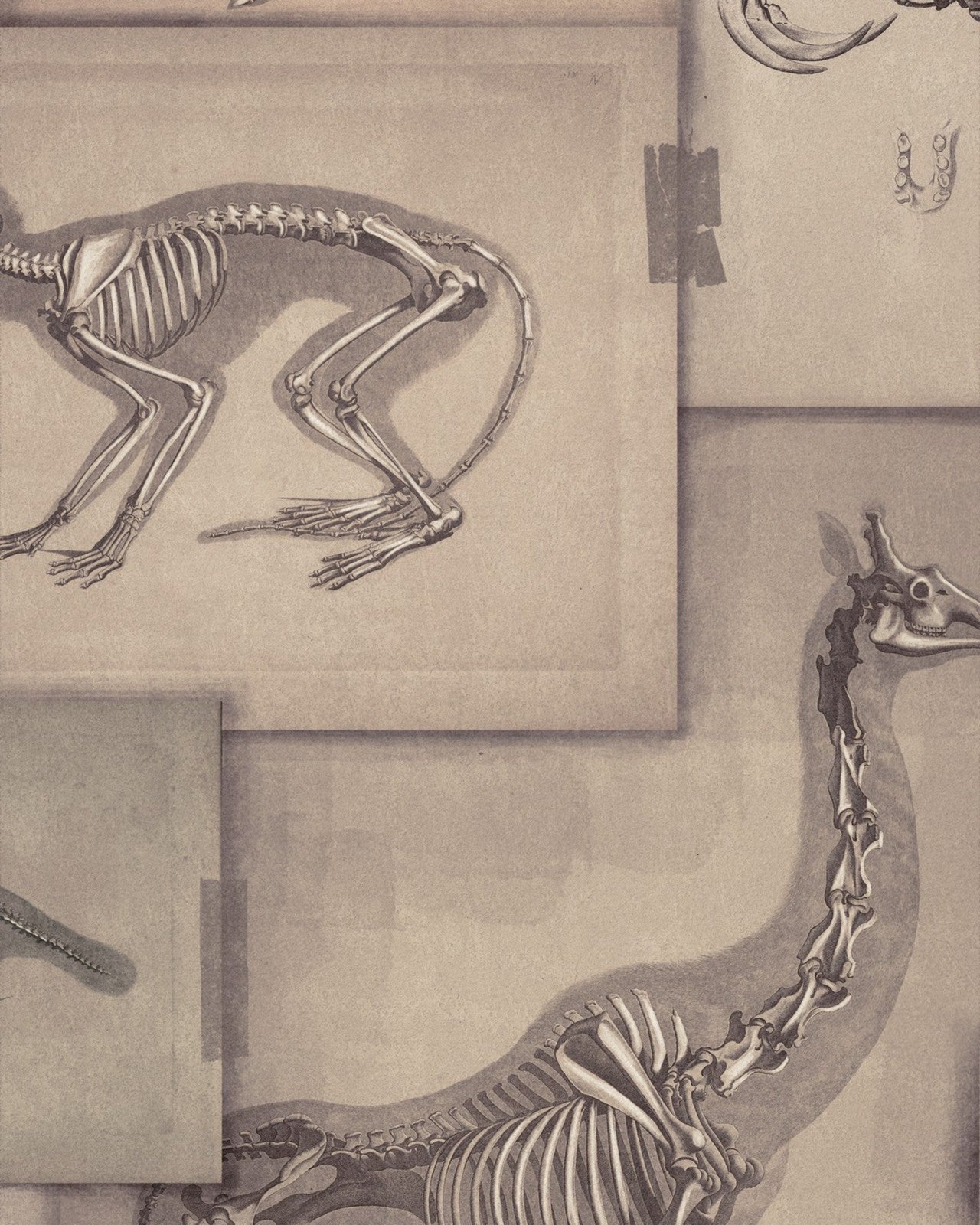 mind the gap - zooarchaeology wallpaper - wp20236