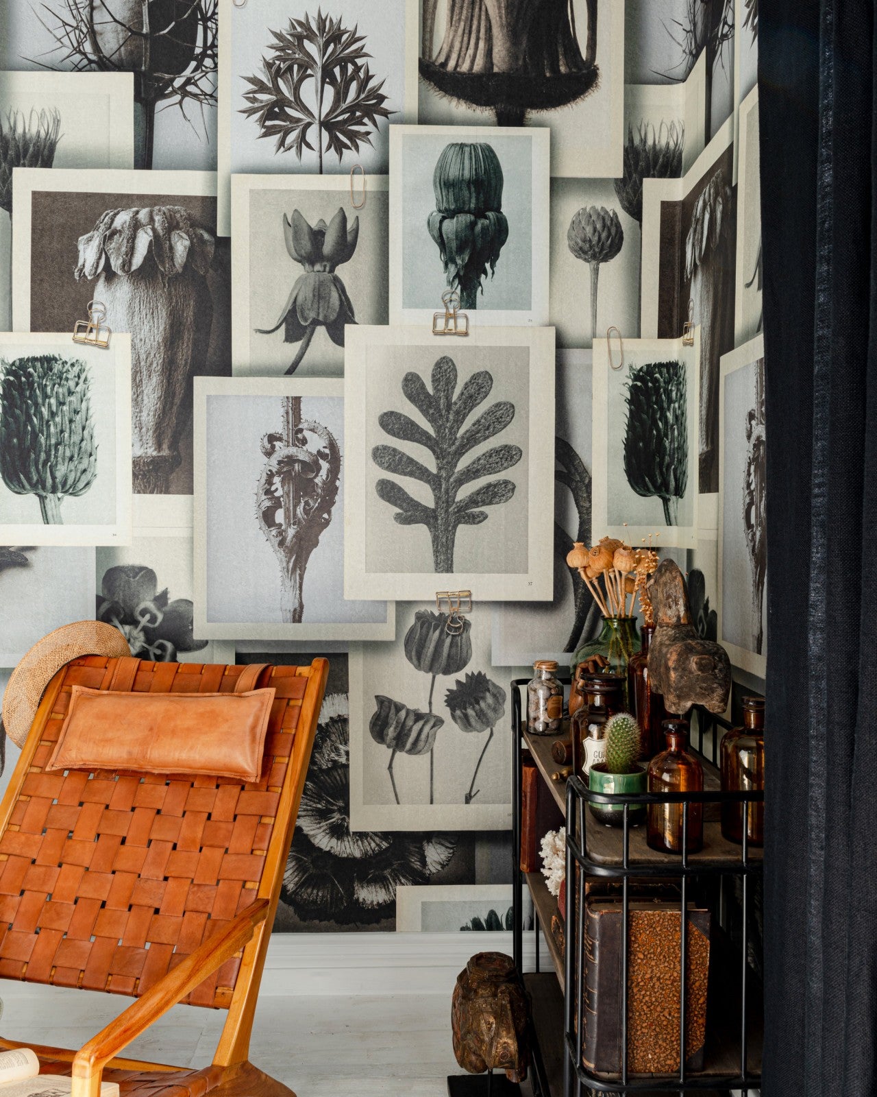 mind the gap - blossfeldt's art forms wallpaper - wp20595