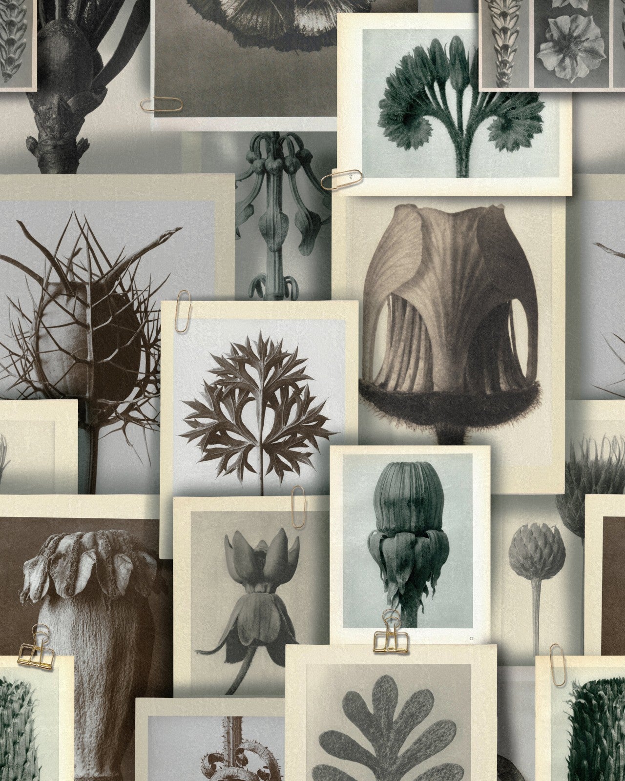 mind the gap - blossfeldt's art forms wallpaper - wp20595