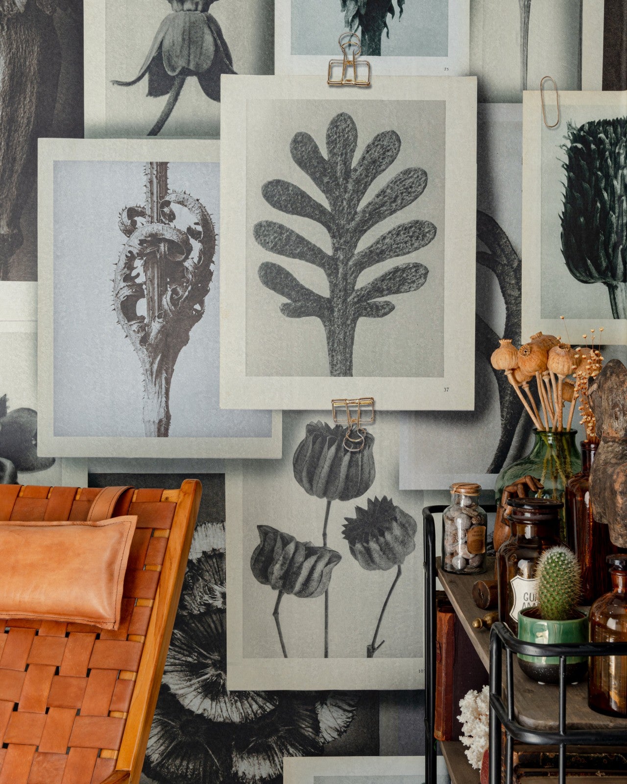 mind the gap - blossfeldt's art forms wallpaper - wp20595