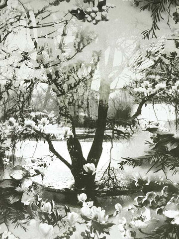 Scalamandre - Brume Ecru Noir Wallpaper - WH 000013307