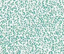 Quadrille - Bonaparte - 305084AWP - Aqua Dark Aqua