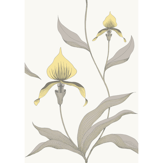 Cole & Son - Orchid - Yellow/White - 95/10057.CS.0