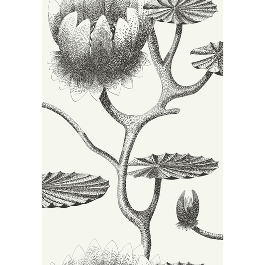 Cole & Son - Lily - Black/White - 95/4020.CS.0