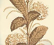 Quadrille - Climbing Hydrangea - 303300WP - Taupe