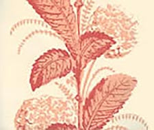 Quadrille - Climbing Hydrangea - 303304WP - Peach