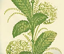 Quadrille - Climbing Hydrangea - 303305WP - Lime