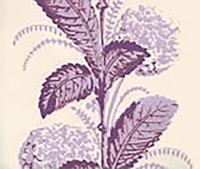 Quadrille - Climbing Hydrangea - 303309WP - Lilac