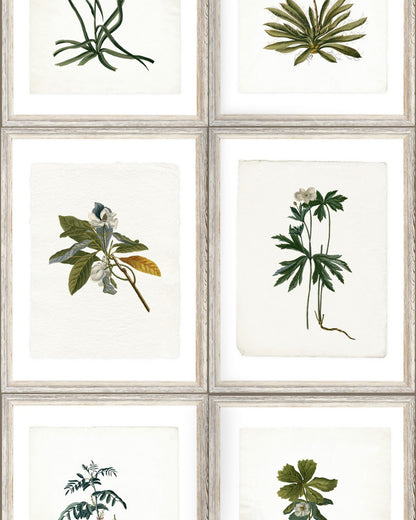 Mind The Gap - BOTANY Wallpaper - WP20153
