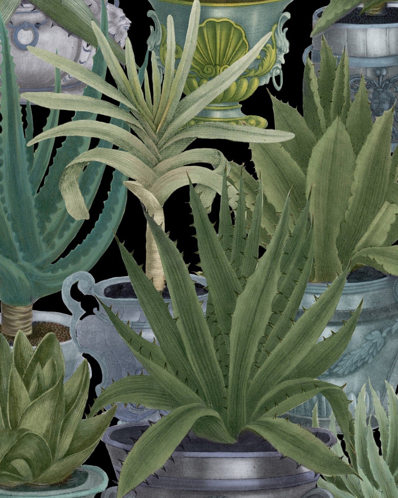 mind the gap - echeveria - wp20163
