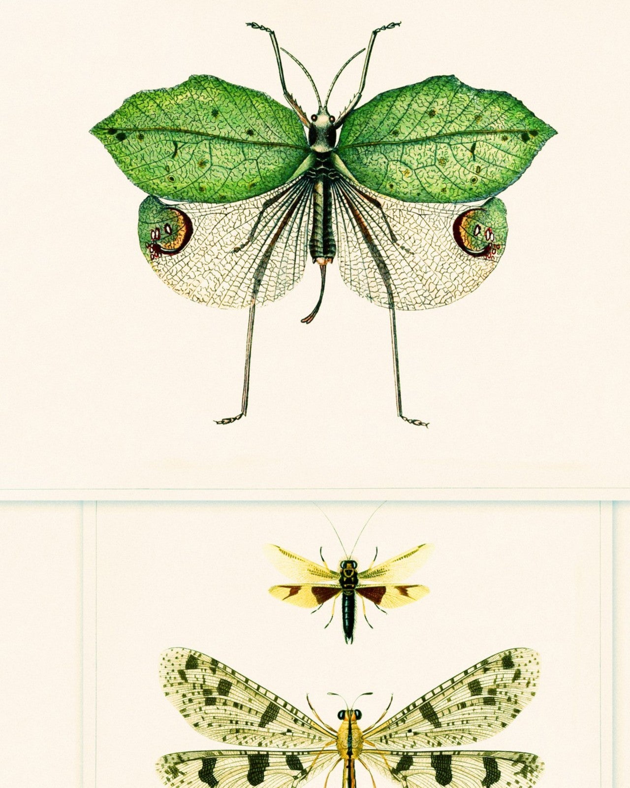 mind the gap - entomology green wallpaper - wp20234