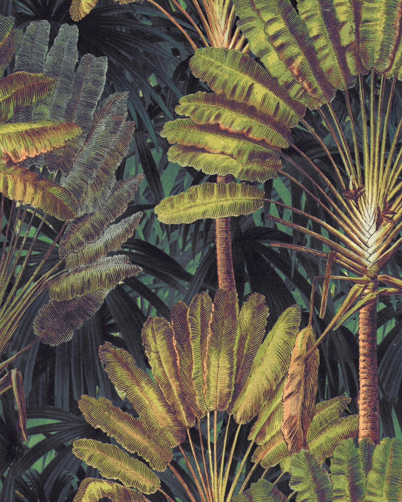 mind the gap - traveller's palm sunset wallpaper - wp20526