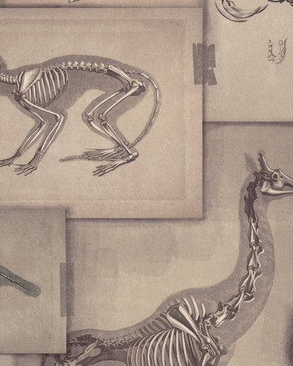 Mind The Gap - ZOOARCHAEOLOGY Wallpaper - WP20236